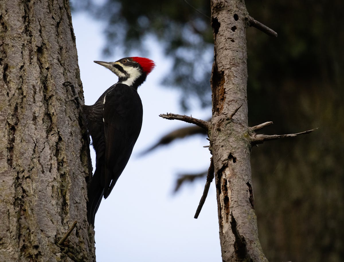 Bird Genus - Pileated Woodpecker
